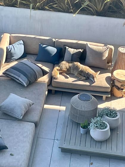 La sala de una casa de un jardín sirvió de descanso para un coyote salvaje