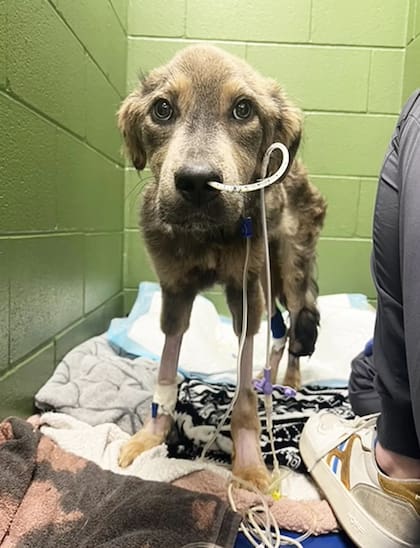 La salud del perro, que pesaba 8 kilos cuando ingresó al refugio, se mantuvo muy débil durante varias semanas