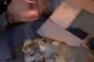 Maltrato animal extremo: una perrita viva fue arrojada a la basura y casi muere compactada