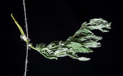 La salvia ayudar a reducir la inflamación en el cerebro