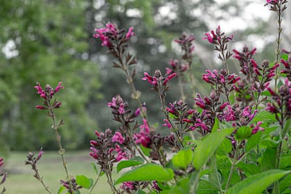 La salvia combina flores de colores llamativos con un perfume fuerte que ahuyenta roedores y algunos insectos