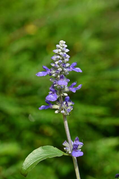 La salvia es una de las mejores plantas para preservar la salud neuronal y digestiva