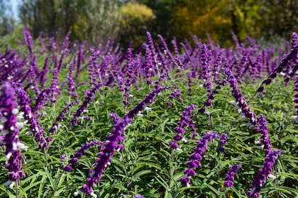 La salvia es una de las plantas que atrae mariposas