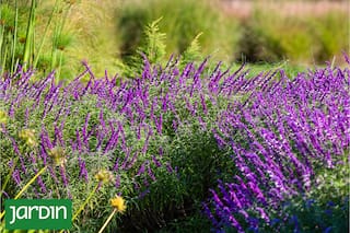 Cinco plantas que amamos porque no se cansan de florecer