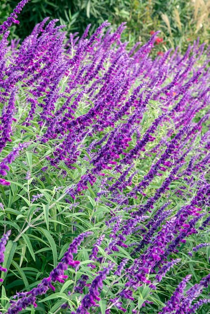 La Salvia leucantha rebrota cada primavera y florece hasta que llega el frío