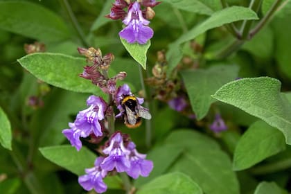 La salvia limpia el aire y tiene propiedades purificadoras