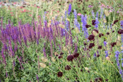 La salvia nemorosa es ideal para canteros mixtos