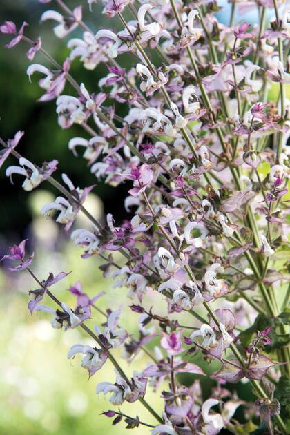 La salvia sclarea tiene flores lilas muy ornamentales
