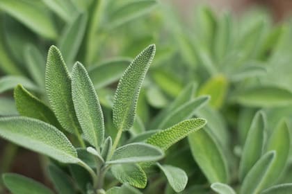 La salvia se identifica por ser un arbusto con hojas ovaladas