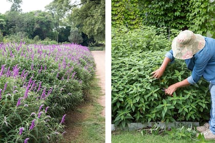 La salvia se puede plantar en bordes o cerca de las zonas donde se quiera mantener a los roedores alejados, conviene podar para incentivar su floración