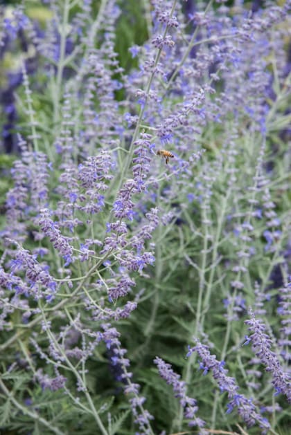 La Salvia yangii suele florecer más en situaciones de estrés hídrico