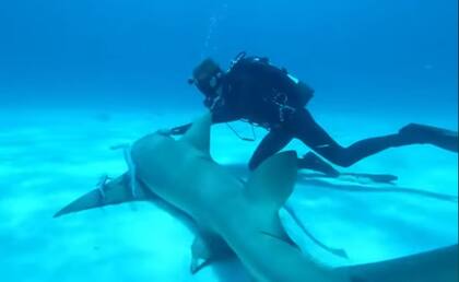 La sangre humana tampoco genera "frenesí alimentario" en los tiburones