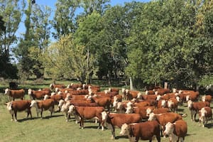 Aftosa: no bajar la guardia para aprovechar el buen momento de la ganadería