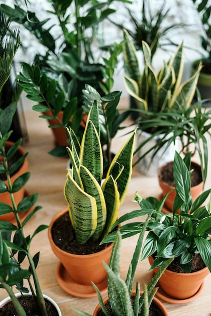 La Sansevieria es uno de los filtros naturales más eficaces