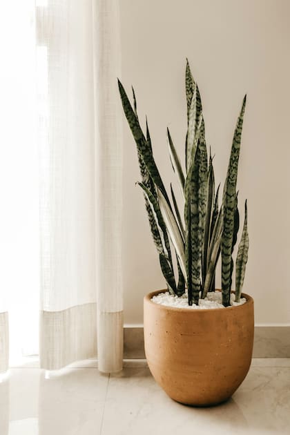 La sansevieria o lengua de suegra es una plata de interior que tiene hojas peculiares que crecen en línea recta y son ideales para decorar los rincones