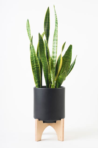 La sansevieria tiene capacidad para tolerar descuidos, soportar sequías prolongadas y mantenerse firme incluso en balcones ventosos