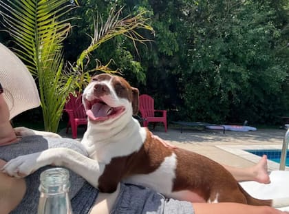 La SB 312 impone requisitos extra para quienes lleven animales a California