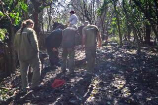 Qué se sabe del puma suelto