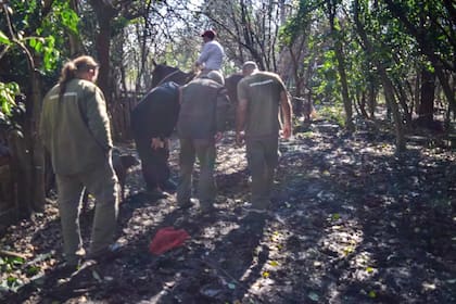 La Secretaría de Ambiente del municipio confirmó la presencia de un puma (Foto: Instagram @ambiente.moreno)