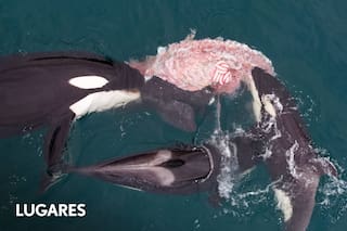 Por primera vez registran ataques de orcas a una ballena franca austral