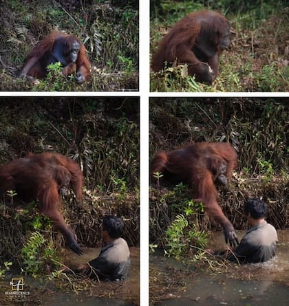 La secuencia registrada por Anil Prabhakar.