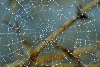 La seda de telaraña es uno de los productos naturales más flexibles y resistentes