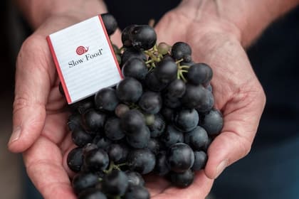 La segunda edición de la Feria de Vinos de Slow Food vuelve a tener por sede la Ciudad de Buenos Aires