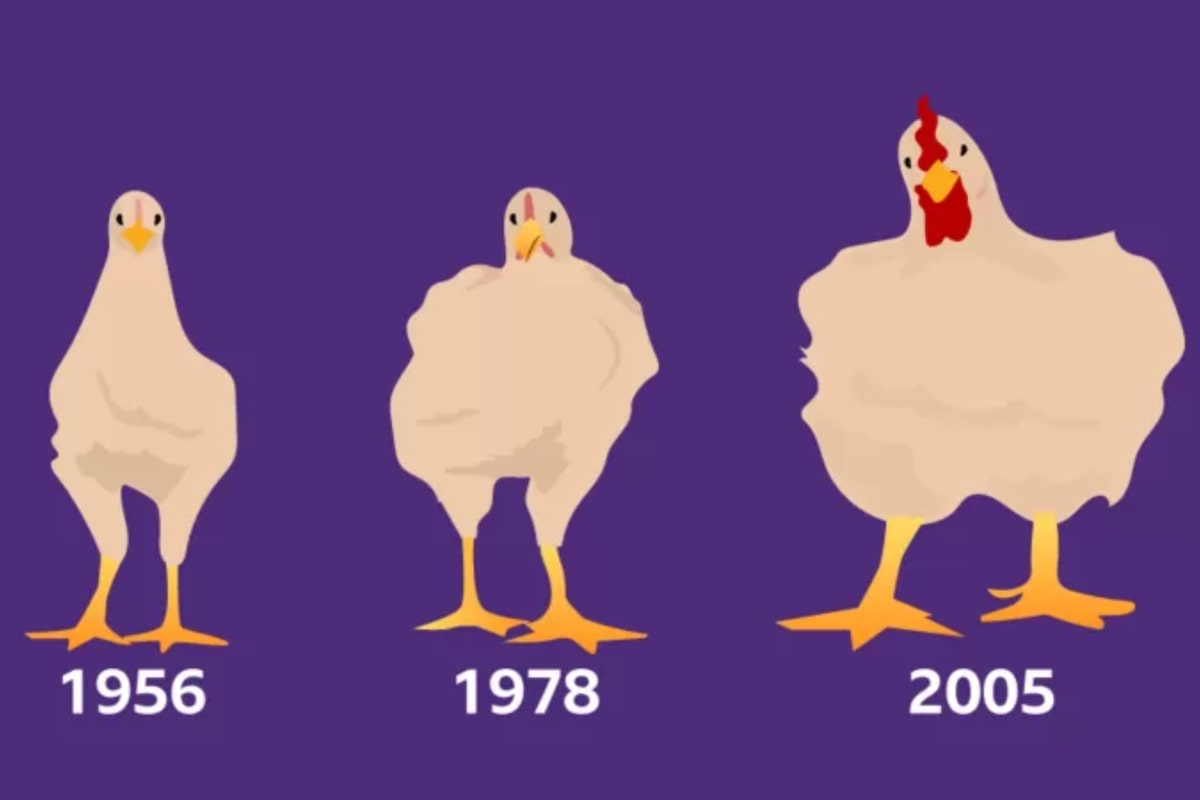 Cómo el pollo que comés aumentó su tamaño un 400% y cuáles son sus  consecuencias para la salud - LA NACION