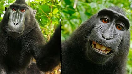 La selfie del mono: acuerdo extrajudicial para la foto más famosa de un animal
