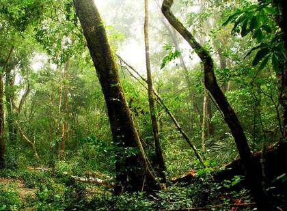 La selva maya frente al peligro de las mafias de taladores