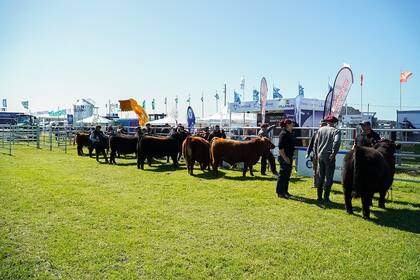 La Semana Angus, a pleno en Cañuelas