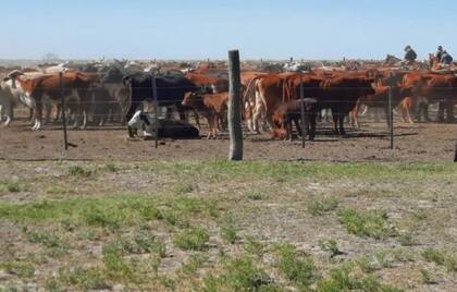 La semana pasada, por orden del Fiscal Regional Rubén Martínez, de los Tribunales de Reconquista, se realizaron procedimientos donde se habrían corroborado los hechos denunciados por Los Algodonales SA. Prensa Los Pumas Santa Fe