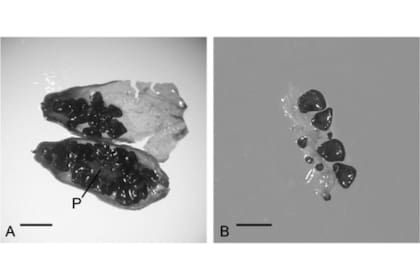 La semilla de Silene stenophylla procedente de una madriguera enterrada en el permafrost