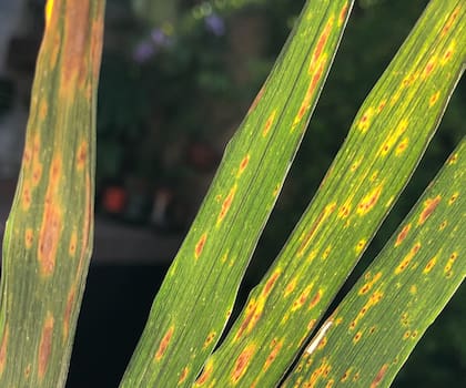 “La semilla infectada no solo genera epidemias. Es una vía de ingreso de resistencia al sistema productivo que el tratamiento químico posterior no siempre puede corregir”, sostiene Cortese