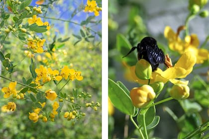 La Senna corymbosa es una planta nativa que, como leguminosa, beneficia el suelo y tiene una larguísima floración que enamora.