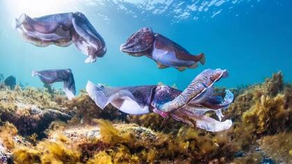 La Sepia apama es la sepia más grande del mundo, alcanzando los 50 centímetros de longitud. Tienen ocho tentáculos, más otros dos más largos para cazar, aparearse y defenderse