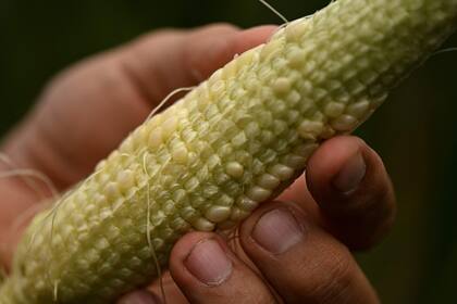 La sequía afectó al maíz