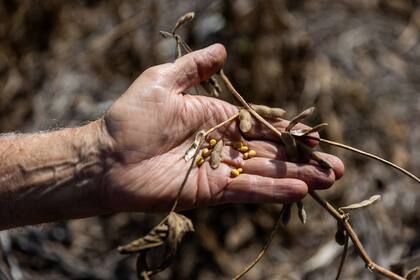 La sequía afectó la producción agrícola de la zona núcleo del país
