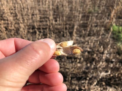 La sequía afectó la producción de la empresa, que no obstante la mitigó con la diversificación por zonas