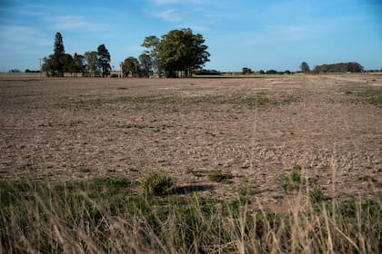 La sequía afectó los planes de siembra
