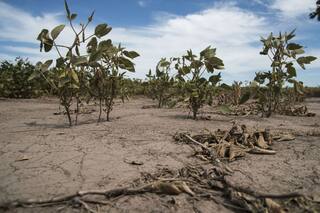 Las profundas huellas que dejó la sequía en la oleaginosa