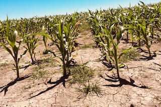 La adaptación a la variabilidad climática