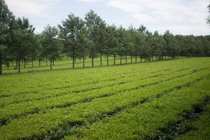 La sequía de las zafras anteriores, plagas y dificultades para fertilizar impactaron en la producción