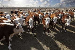 Recuperar terneros, crecer en producción e incrementar la oferta