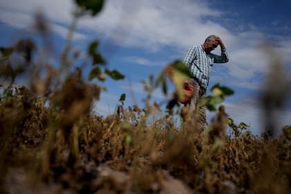 La sequía derrumbó la producción de soja