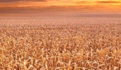 La sequía en Estados Unidos deteriora los lotes y pone en riesgo los rindes, en un contexto de creciente incertidumbre productiva