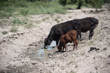 La sequía golpea por igual a ganaderos y a agricultores