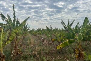 Malas noticias para las bananas: por la sequía, la producción argentina caerá 70%