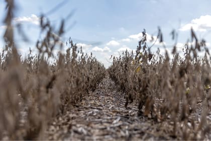 La sequía histórica afecta la producción agrícola 