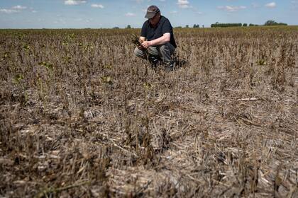 La sequía histórica afectó la producción agrícola de soja en General Arenales, provincia de Buenos Aires